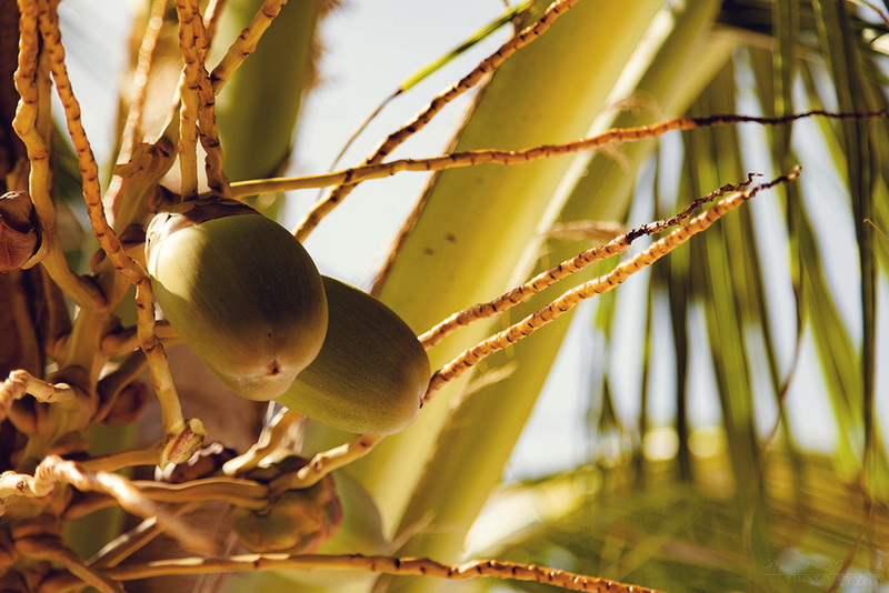 Malediven 036897 - Model